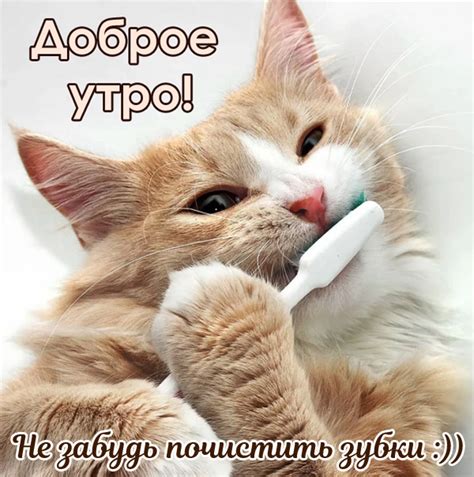 Котята картинки с надписями доброе утро