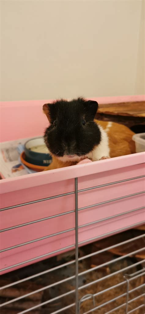 Toll - Meet the lovely Gerdie! Gerdie is a regular visitor for dental