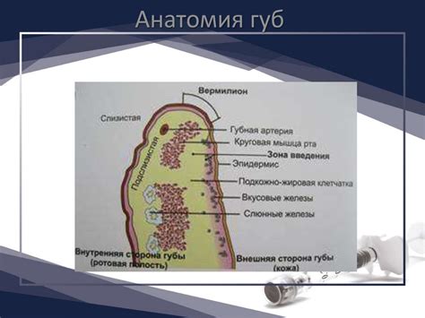 Моделирование контура и обьема губ. Анатомия губ - презентация онлайн