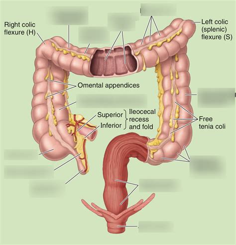 Colon anatomy Diagram | Quizlet