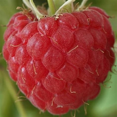 raspberry glen ample mid season variety