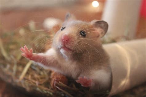 Wat heb je nodig voor een hamster? - Hamstr.nl