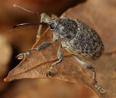 Weevil Macro Insect on Leaf