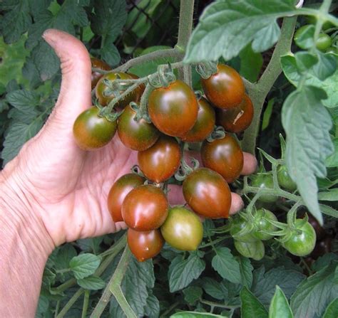 Томат Монисто янтарное: ОТЗЫВЫ (11), фото, урожайность | tomatland.ru