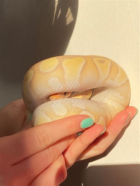 Banana Ball Python | Cute snake, Ball python, Cute reptiles