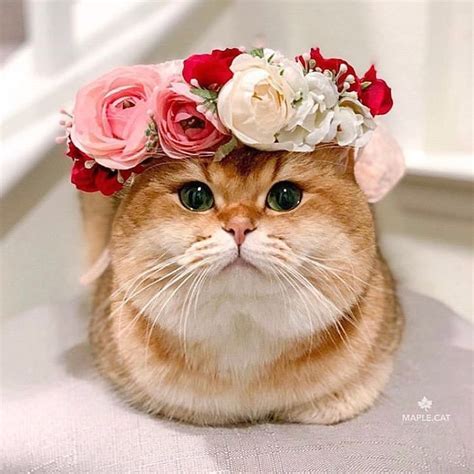 Цветочная корона для животных? Да,бывает и так :-): id77 — LiveJournal