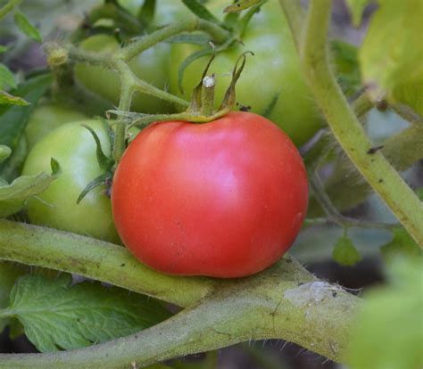Tomato Seeds | Heirloom Tomatoes