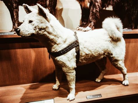 Ten things you don't know about Hachiko - Japan Italy Bridge