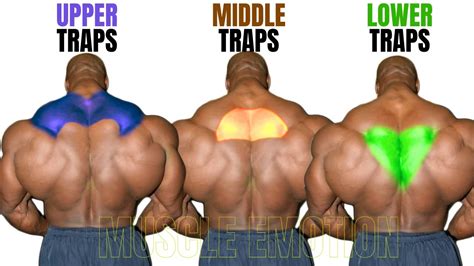 Activating Mid And Lower Traps at Ana Means blog