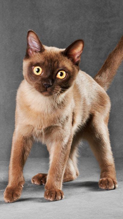 Burmese Cat: Comprehensive Guide For New Owners – Tips, Training And ...