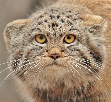 Помесь манула с кошкой - картинки и фото koshka.top
