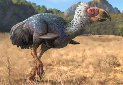 mengenal terror bird burung predator purba  sempat jadi puncak