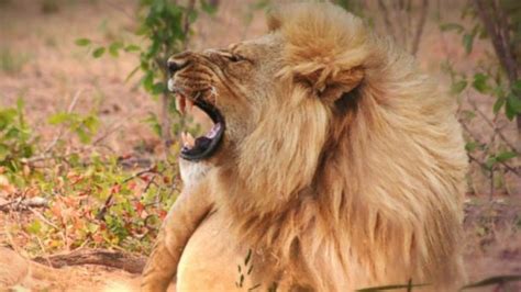 Video How Cecil the Lion's Death Affects His Lion Pride - ABC News