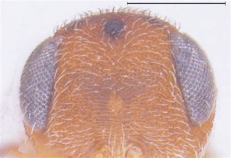 C. elegans Head Front view (Male) | Download Scientific Diagram