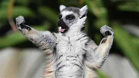 Lemur at em! : funny