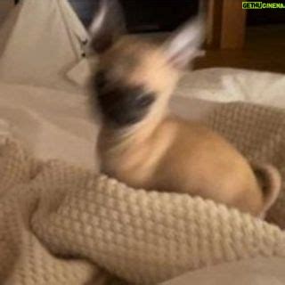 PewDiePie Instagram – Wanted to properly introduce our new fam member ...