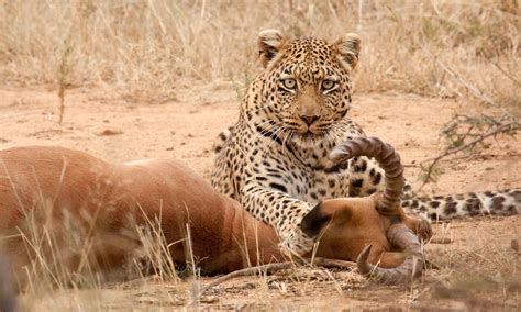 Download Leopard And Antelope In Wild Picture | Wallpapers.com