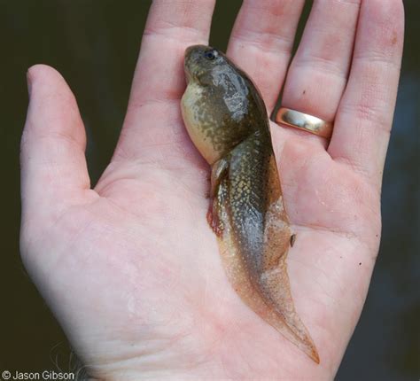 bullfrog tadpoles diet