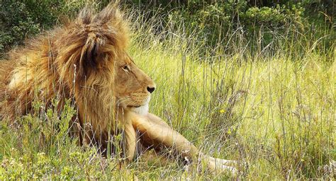 King of the pride. by ElliographyCope on DeviantArt