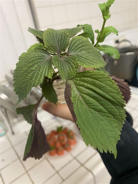 Water propped some beautiful mint cuttings from some Vietnamese food I