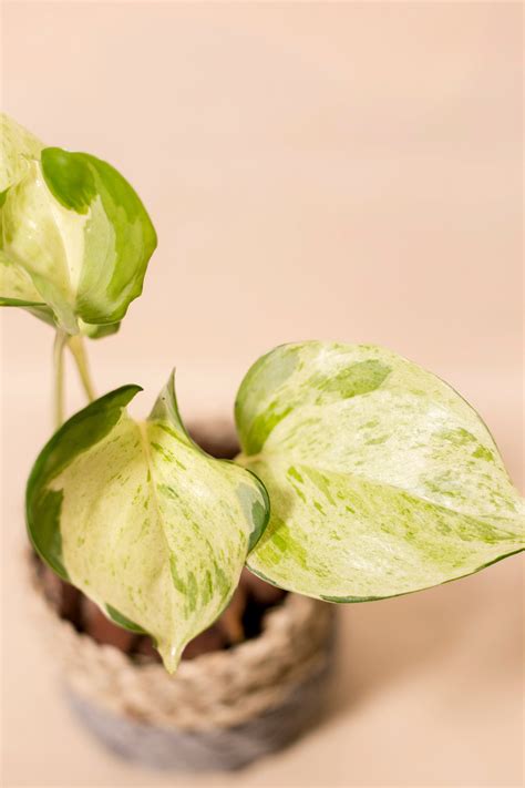 Epipremnum aureum "Manjula" - Nusaplant