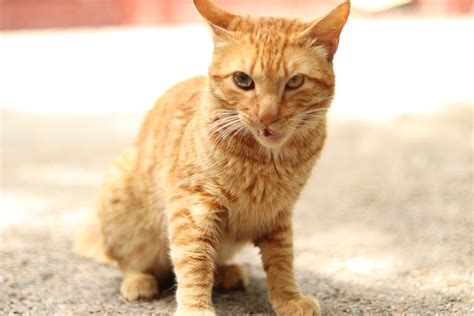 Gato Animal - Free photo on Pixabay - Pixabay
