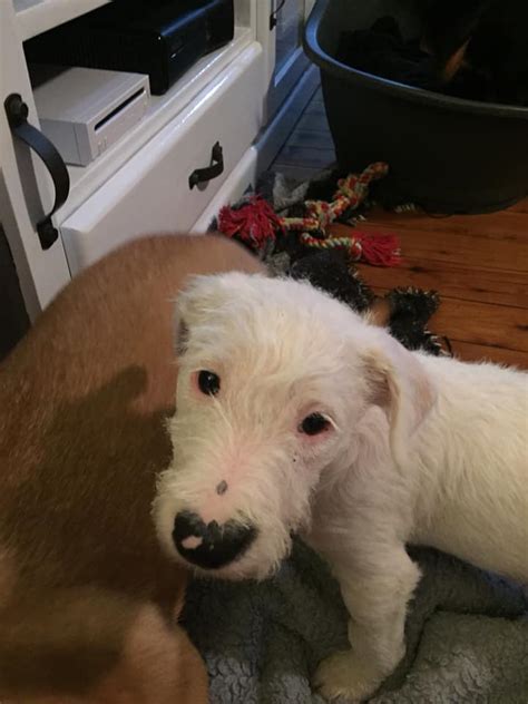 sebastian medium male bull terrier  maltese dog  nsw petrescue