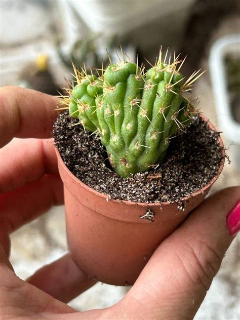 Eulychnia castanea 'Spiralis' | Promotions Mutants \ Eulychnia Cactuses ...