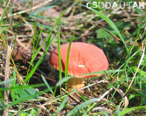 CSODAUTAK: Piros tinóru (Xerocomus rubellus)