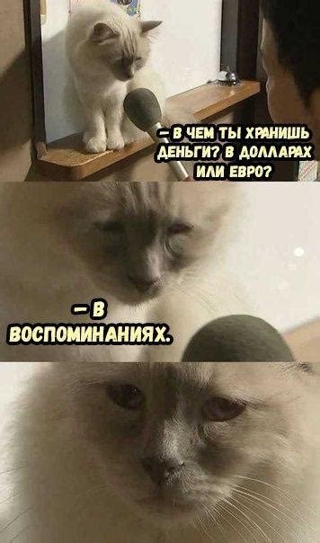 Прикольные картинки с кошками