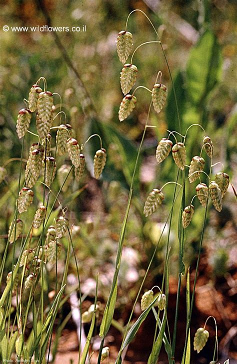 Briza maxima