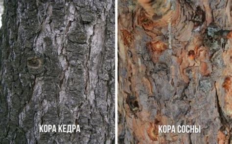 Как отличить кедр от сосны по иголкам, коре, пиломатериалу
