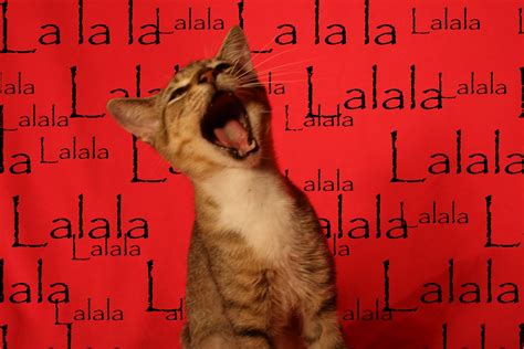 Puddyfutt: Lalala