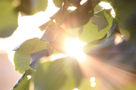sunlight   health benefits willingness