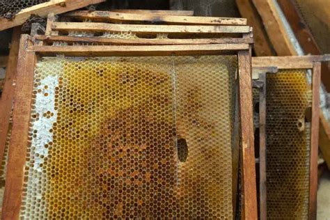 What To Do With Frames And Supers After Extracting Honey | Busy Beekeeping