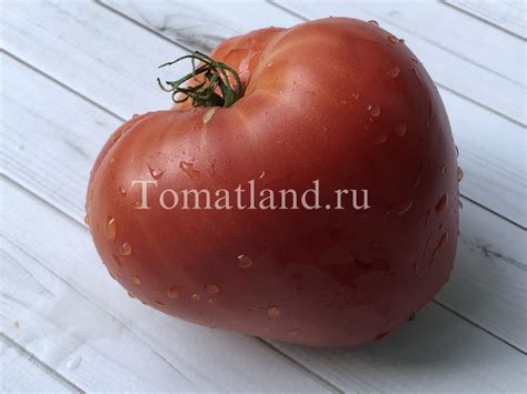 Томат Красномордина: описание сорта, ОТЗЫВЫ (6), фото