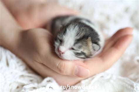 Когда котята открывают глаза и почему они всегда голубые? | КотоВедение ...