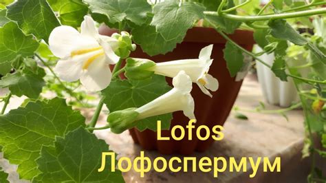 Лофоспермум. Обрезка. Размножение. Мои выводы ☝️! - YouTube