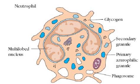 cells  immune system lymphocytes phagocytic cell granulocytes