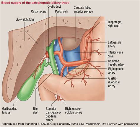 Anatomy Of The Gallbladder And Bile Ducts Gallbladder And Biliary