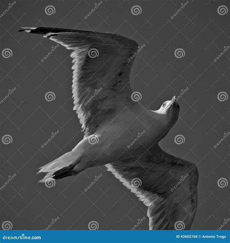 Gabbiano fotografia stock. Immagine di piume, quadrato - 43602768