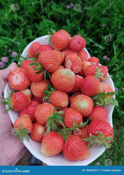 Yaoda and grass stock image. Image of fruit, yaoda, nature - 186052317