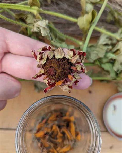 How to Harvest Zinnia Seeds- A Complete Guide - Plants Craze