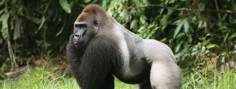 Eastern Lowland Gorilla Height, Weight & Scientific Name