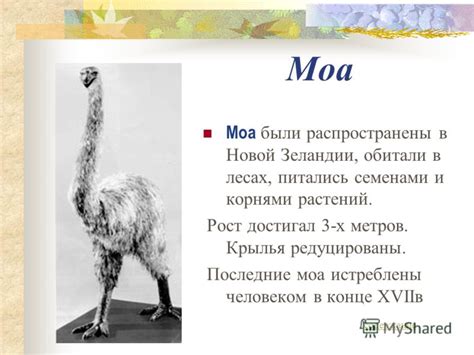 Презентация на тему: "Страницы Чёрной книги. Что такое Чёрная книга ...