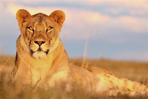 The lioness - iangaret