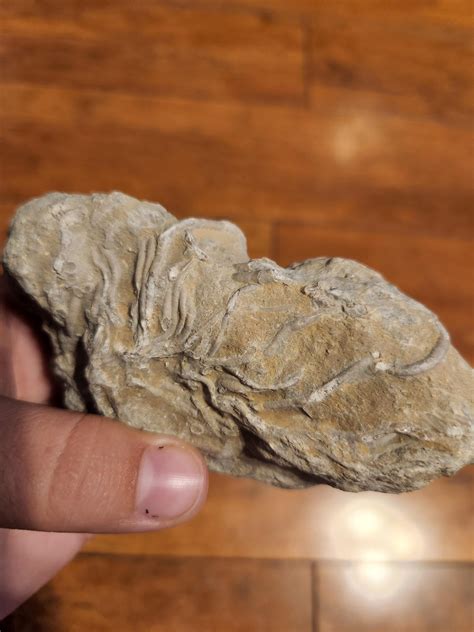 Worms, Shells, and Bones? : r/FossilHunting