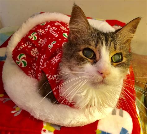 Carolina Cats - Tulip, 6, born blind, and also has megacolon. | Facebook