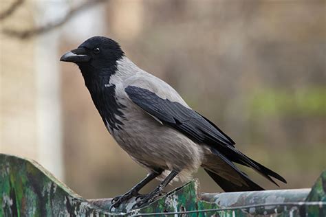 Ворона серая (Corvus cornix)