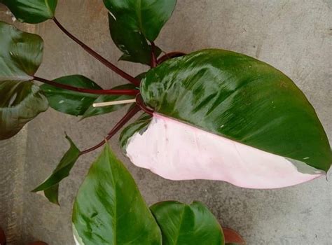 Philodendron Pink Princess - Plant Treasury